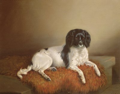 Springer Spaniel von English School